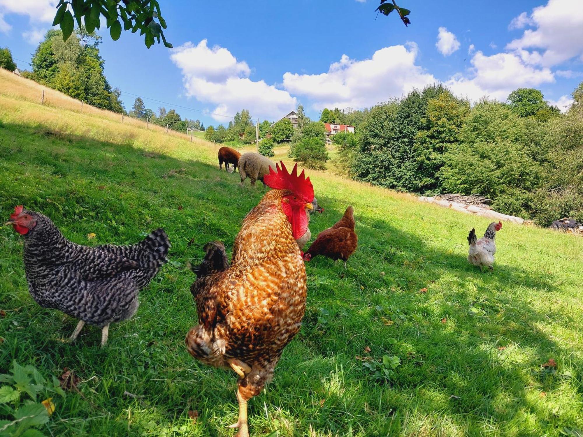 Agroturystyka Jelenia Висла Экстерьер фото